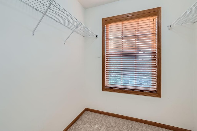 spacious closet with carpet