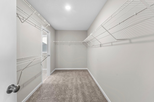 walk in closet featuring carpet floors