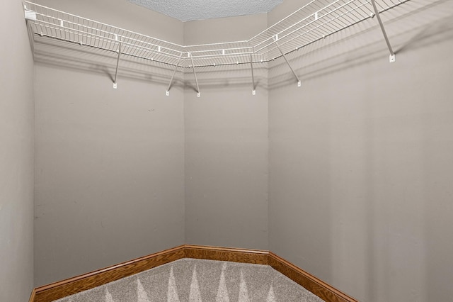 spacious closet featuring carpet floors