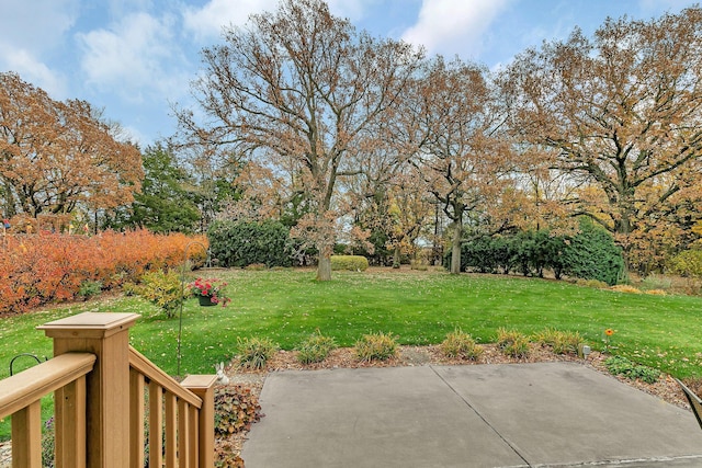 view of yard featuring a patio area