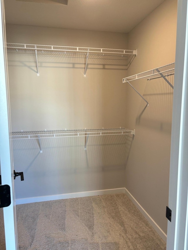 walk in closet with carpet floors