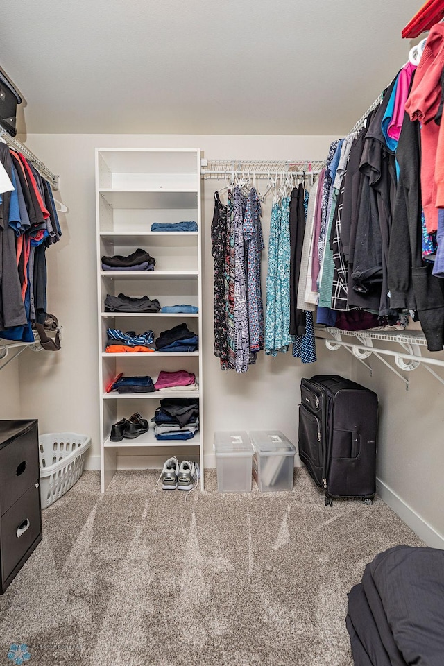 spacious closet featuring carpet floors