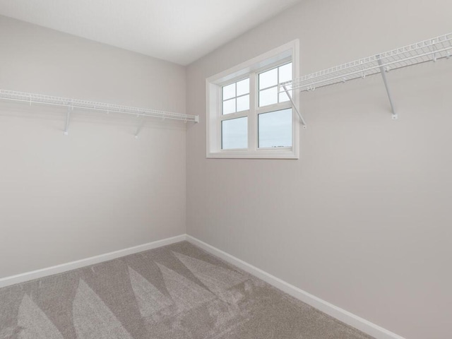 walk in closet with carpet flooring