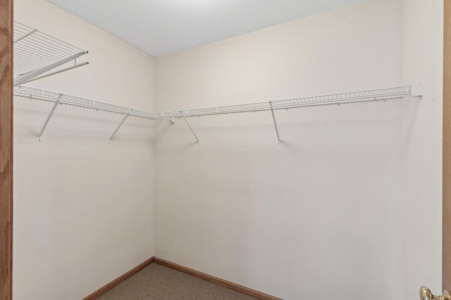 walk in closet featuring carpet floors