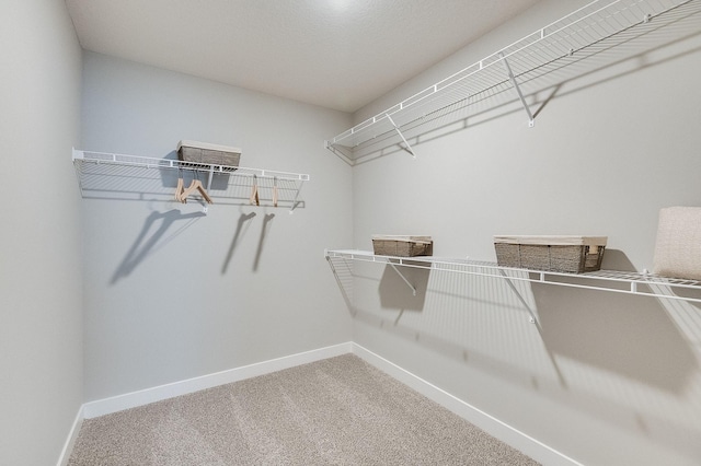 walk in closet featuring carpet flooring