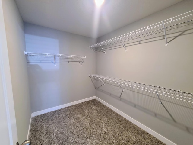 spacious closet featuring carpet flooring