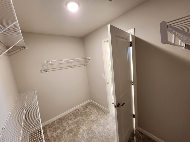 spacious closet featuring carpet flooring