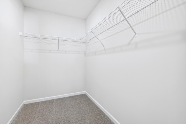 spacious closet featuring carpet flooring