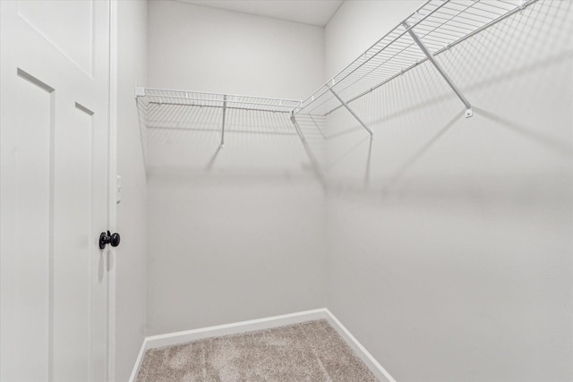 walk in closet with carpet flooring