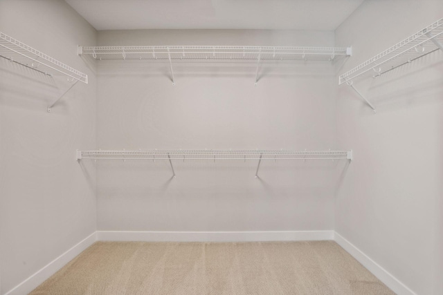 walk in closet featuring carpet flooring