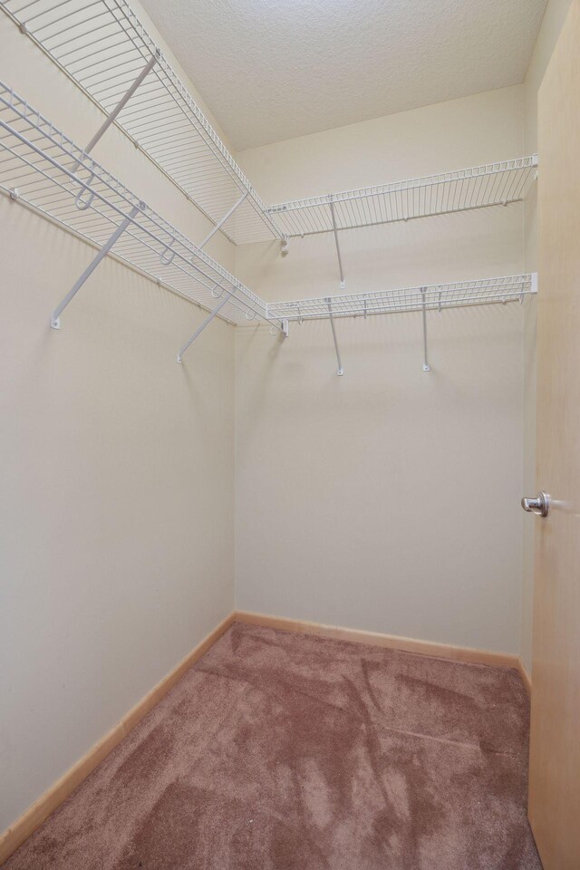 walk in closet featuring carpet flooring