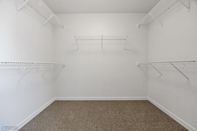 spacious closet featuring carpet