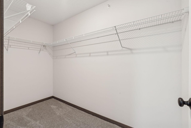 spacious closet featuring carpet flooring