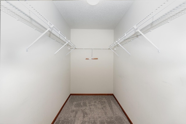 walk in closet with carpet flooring