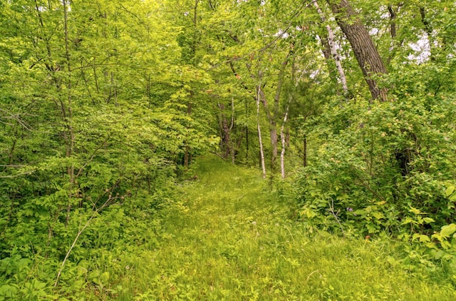 10740 230th St N, Scandia, MN 55073 - view of wooded area