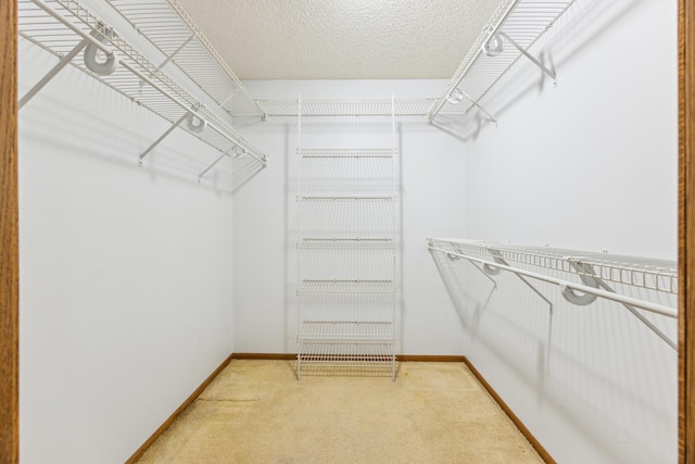 walk in closet featuring carpet flooring