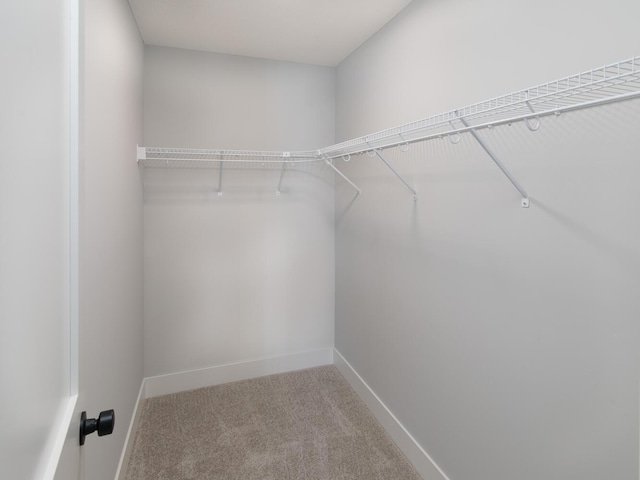 spacious closet featuring carpet floors