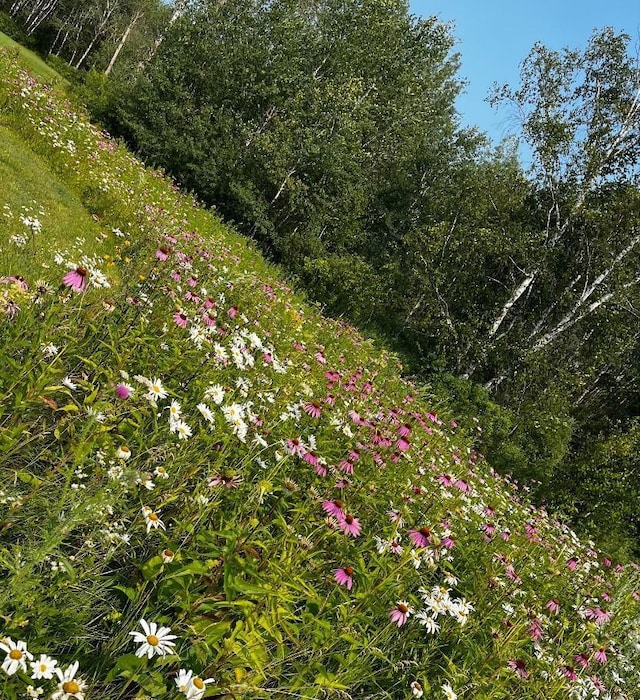 12483 135th Ave, Menahga, MN 56464 - view of undeveloped land