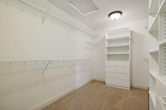 walk in closet featuring carpet flooring