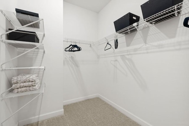 spacious closet featuring carpet flooring