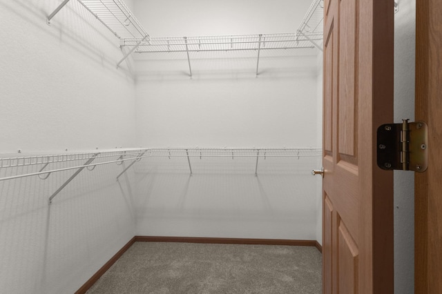 spacious closet featuring carpet floors