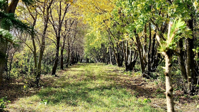 view of landscape