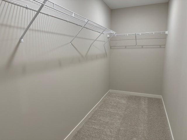 walk in closet with carpet floors