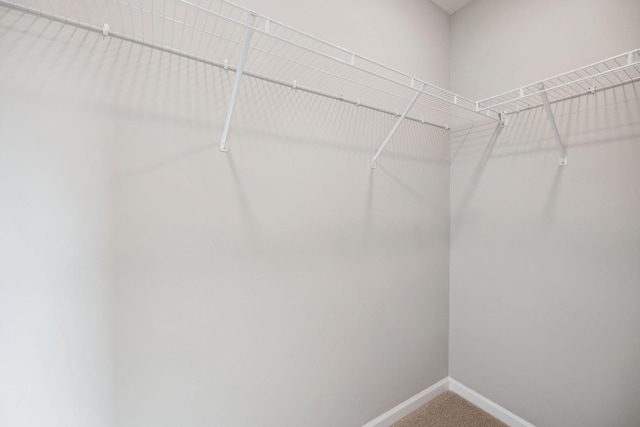 walk in closet with carpet flooring