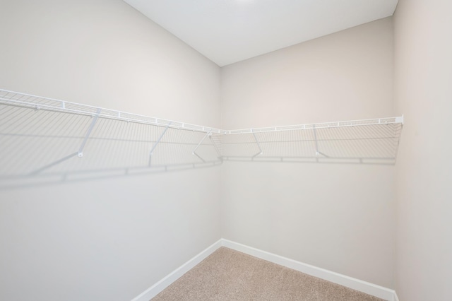 spacious closet featuring carpet floors