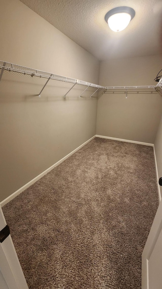 spacious closet featuring carpet