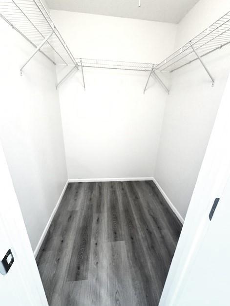 spacious closet featuring dark hardwood / wood-style flooring