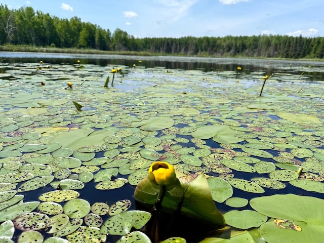 TBD Pequaywan Lake Rd, Duluth, MN 55803