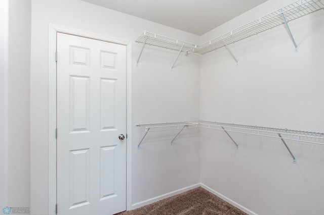 walk in closet featuring carpet floors