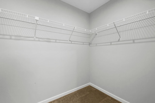 spacious closet featuring carpet flooring