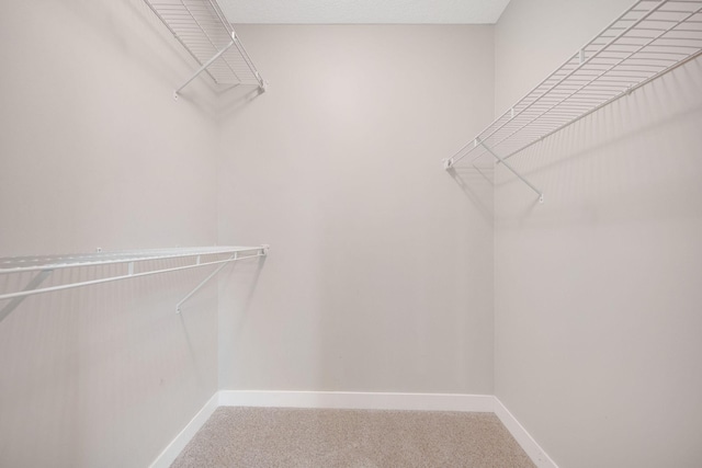 spacious closet featuring carpet flooring