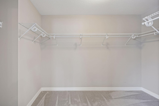 spacious closet featuring carpet