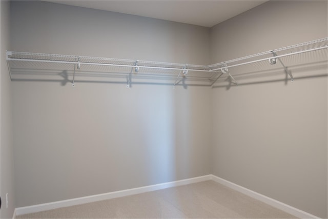 spacious closet featuring carpet flooring