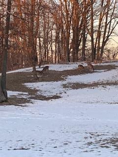 view of yard layered in snow