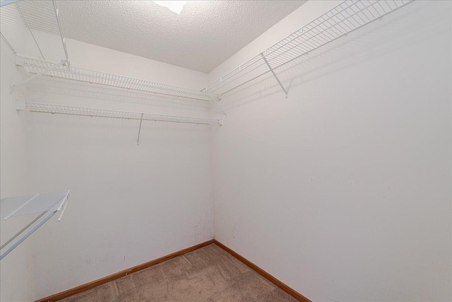 walk in closet featuring carpet flooring