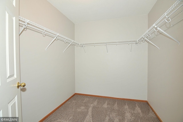 walk in closet featuring carpet flooring