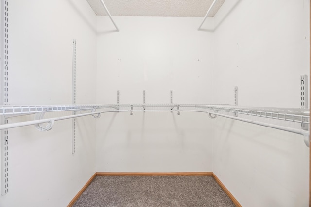 spacious closet featuring carpet flooring