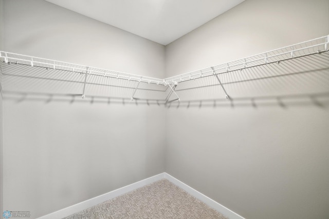 spacious closet featuring carpet flooring