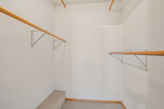 walk in closet featuring carpet flooring