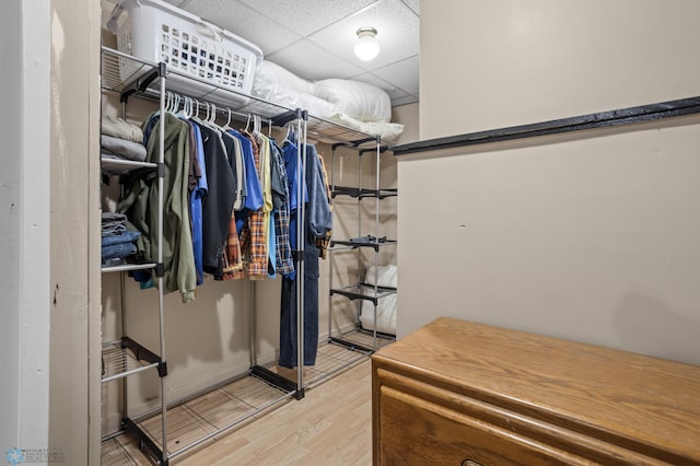 spacious closet featuring a paneled ceiling and wood finished floors