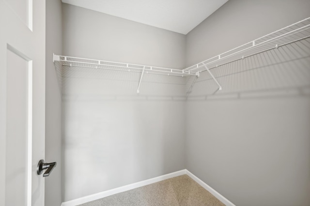 walk in closet with carpet floors