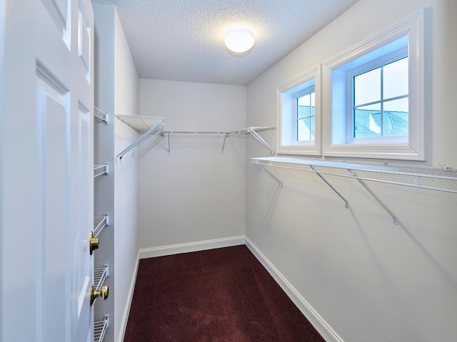 walk in closet featuring carpet floors