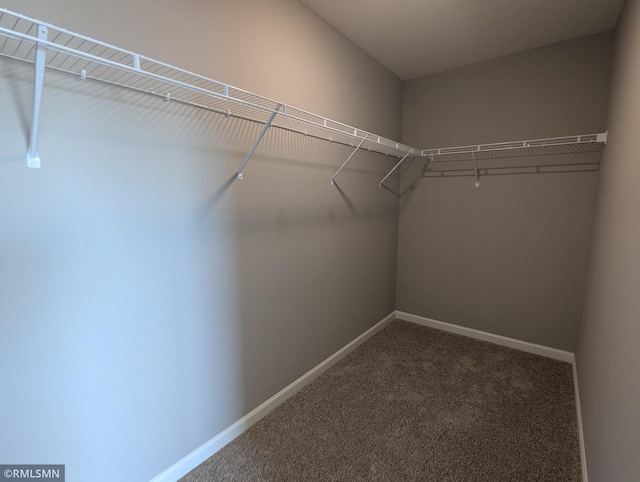 spacious closet featuring carpet