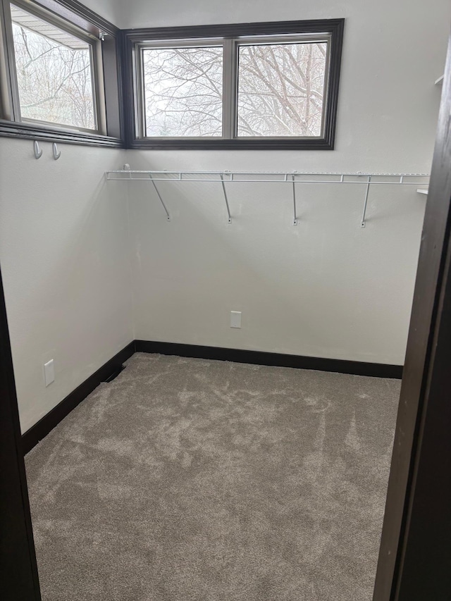 walk in closet featuring carpet floors