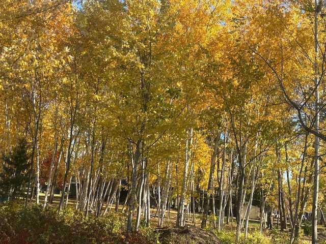 view of nature with a wooded view