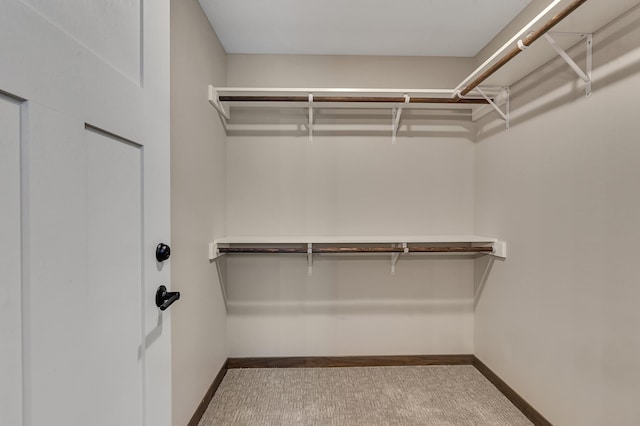 spacious closet featuring carpet floors